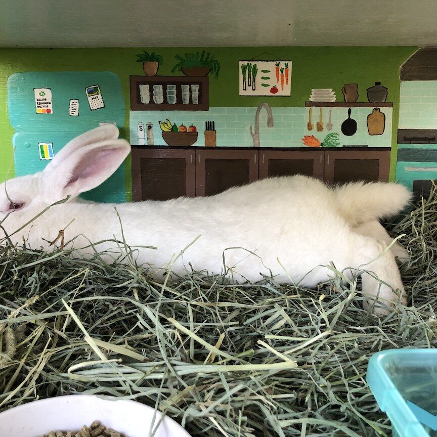 Rabbit House interior-kitchen